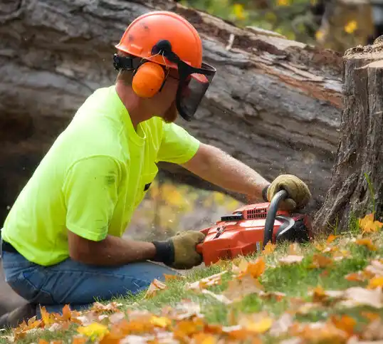 tree services Bloomsbury